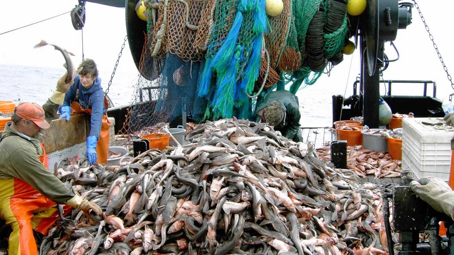La Guardia di Finanza di Termoli dona prodotto ittico sequestrato in beneficienza.
